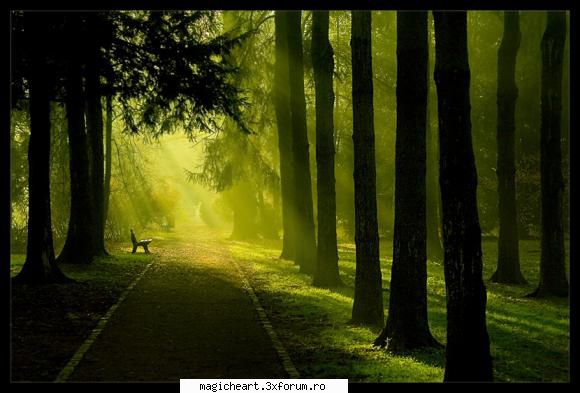 Copacii/Arborii - Arborele sau copacul �n botanică este o - Natura