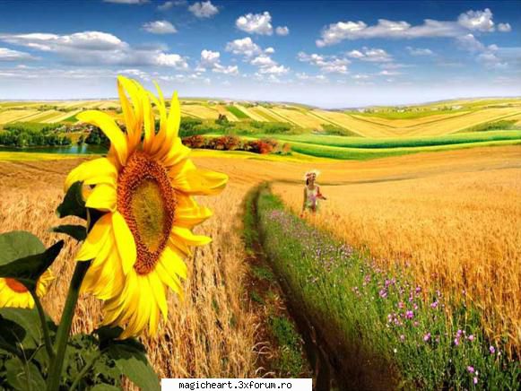 Floarea soarelui - Floarea soarelui (Helianthus annuus) este o - Flori si Plante