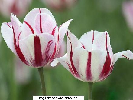 Lalea - Laleaua (Tulipa) este un gen care cuprinde - Flori si Plante