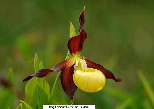 Papucul doamnei - Papucul doamnei (Cypripedium calceolus) este o - Flori si Plante