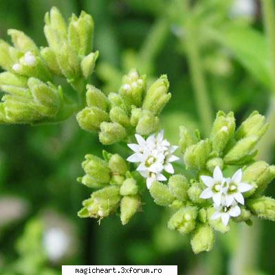 Plantele - Regnul Plante este o categorie sistematică - Flori si Plante