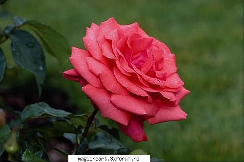 Trandafir - Rosa L. (Trandafir) este un gen de plante perene - Flori si Plante